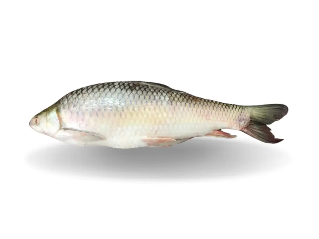 MRIGAL OVER 5KG