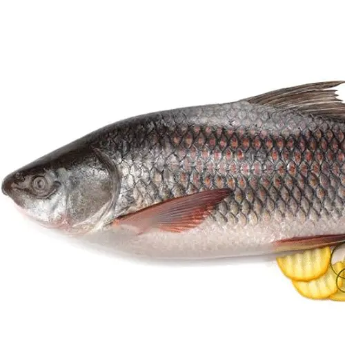 ROHU BETWEEN 3.1 TO 5 KILO