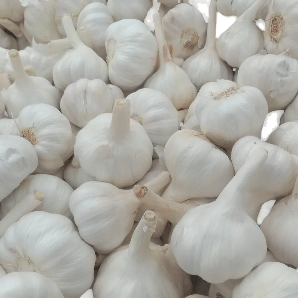 GARLIC MEDIUM BAG / EACH