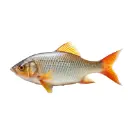 FISH & SEAFOOD