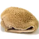COW STOMACH KG