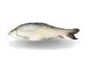 MRIGAL OVER 5KG