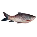 ROHU OVER 5 KILO
